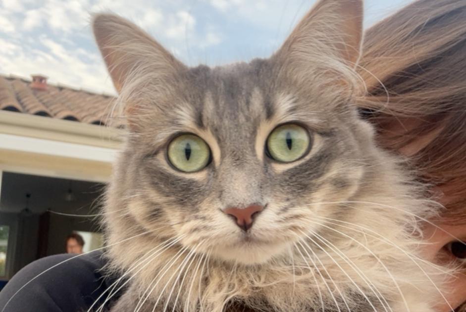 Vermisstmeldung Katze Weiblich , 2 jahre Aizenay Frankreich