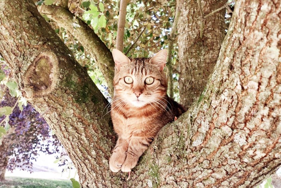 Vermisstmeldung Katze Männliche , 6 jahre La Roche-sur-Yon Frankreich