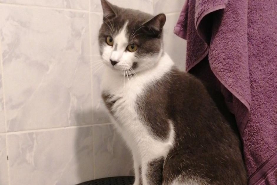 Disappearance alert Cat Male , 2 years Coëx France