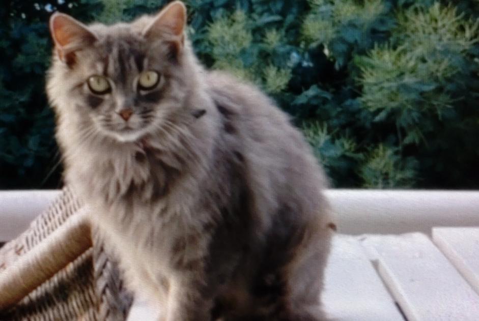 Discovery alert Cat miscegenation  Female Noirmoutier-en-l'Île France