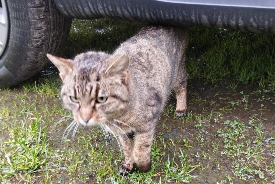 Discovery alert Cat Unknown , 1 year Thorigny France