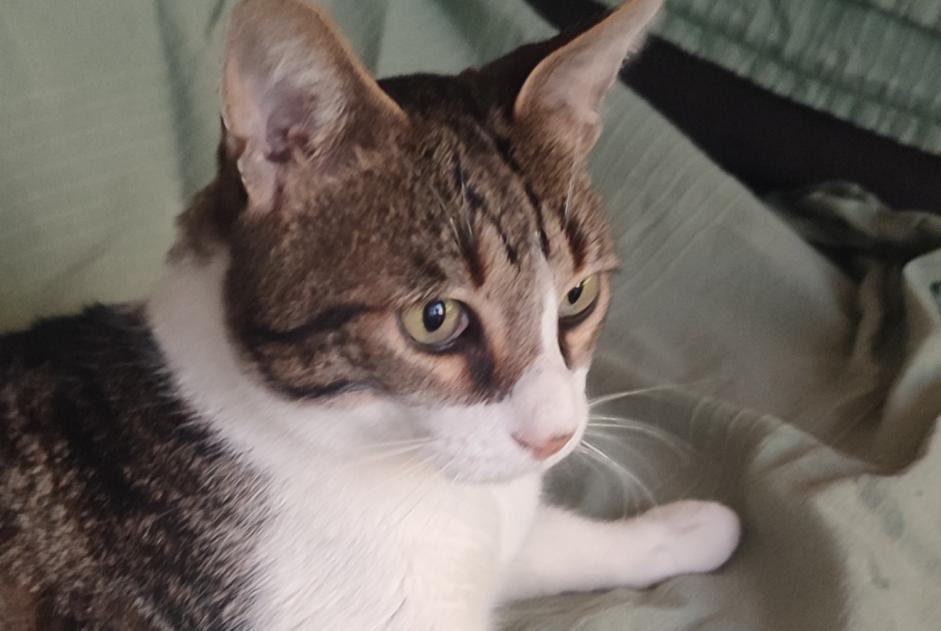 Alerta de Desaparición Gato Macho , 12 años Mesnard-la-Barotière Francia