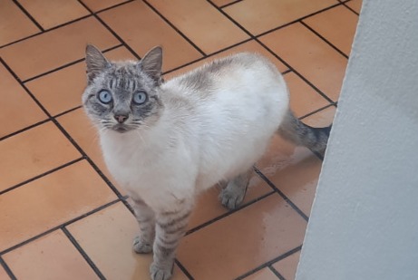 Alerte Découverte Chat Mâle Moutiers-les-Mauxfaits France