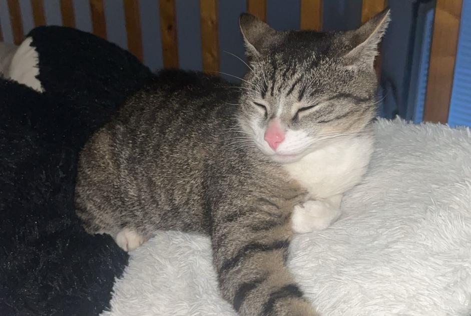 Alerte Disparition Chat Mâle , 4 ans Fontenay-le-Comte France