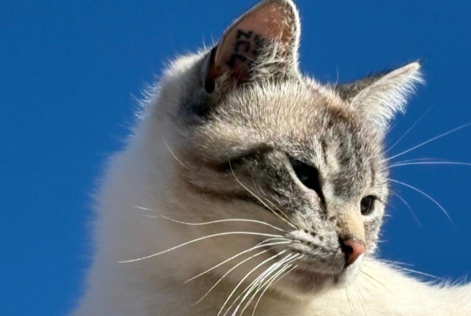 Avviso scomparsa Gatto incrocio di razze Femmina , 2 anni Longeville-sur-Mer Francia Avviso scomparsa Gatto incrocio di razze Femmina , 2 anni Longeville-sur-Mer Francia