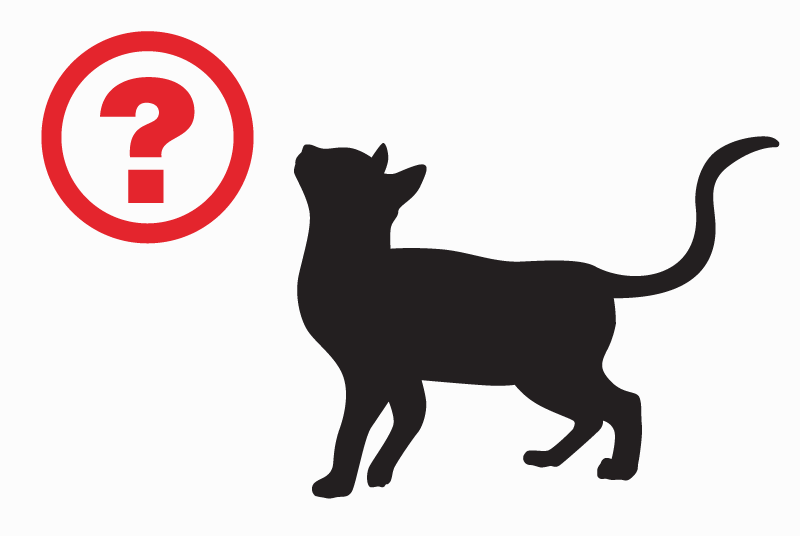 Fundmeldung Katze rassenmischung  Unbekannt Bazoges-en-Pareds Frankreich